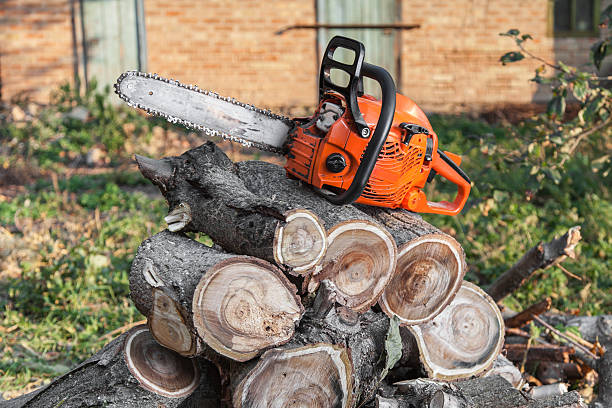 Trusted Rio Rancho Estates, NM Tree Service Experts